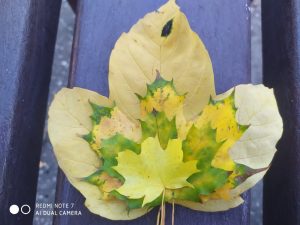 Redmi Note 7_vzorka_fotografie (2) (1)