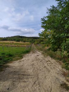 Redmi Note 7_vzorka_fotografie (3)